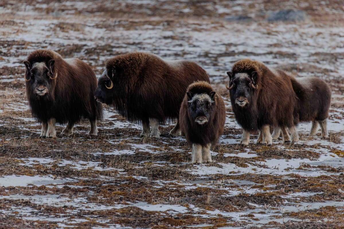 Musk oxen