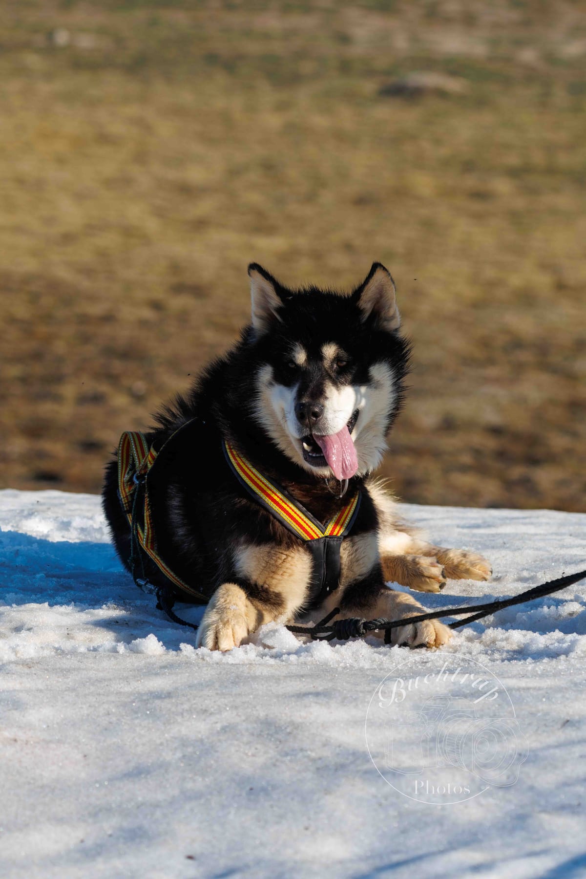 Husky