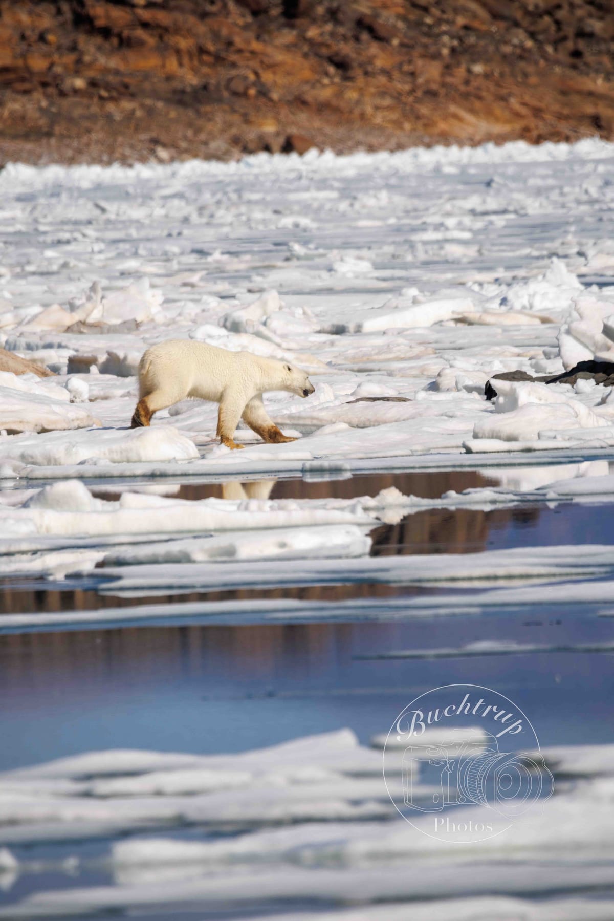 Polar bear on the ice
